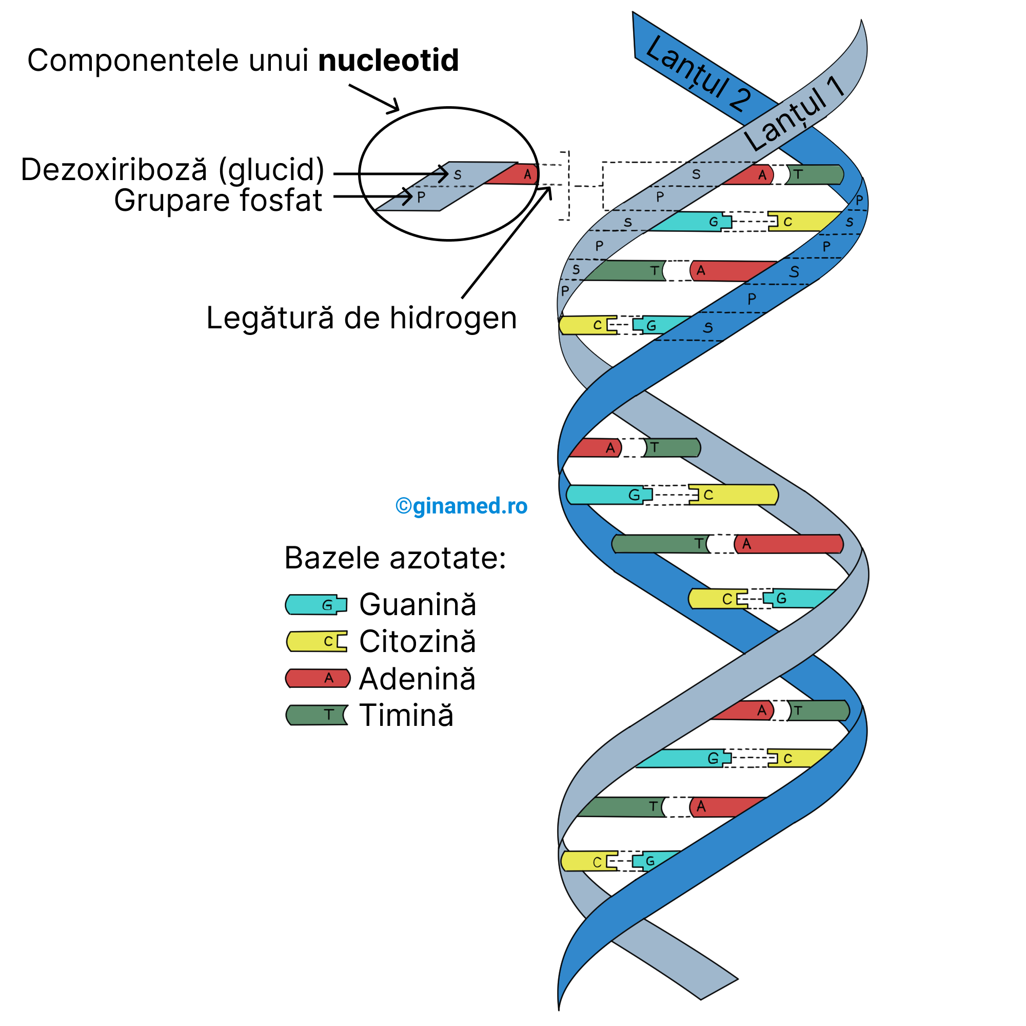 Structura de dublu-helix a moleculei de ADN.
