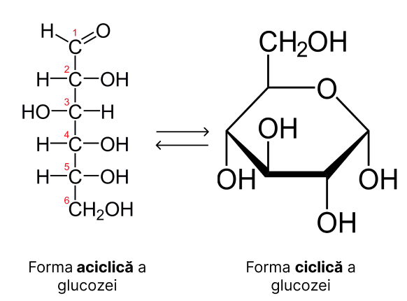 Formele aciclică și ciclică ale glucozei.