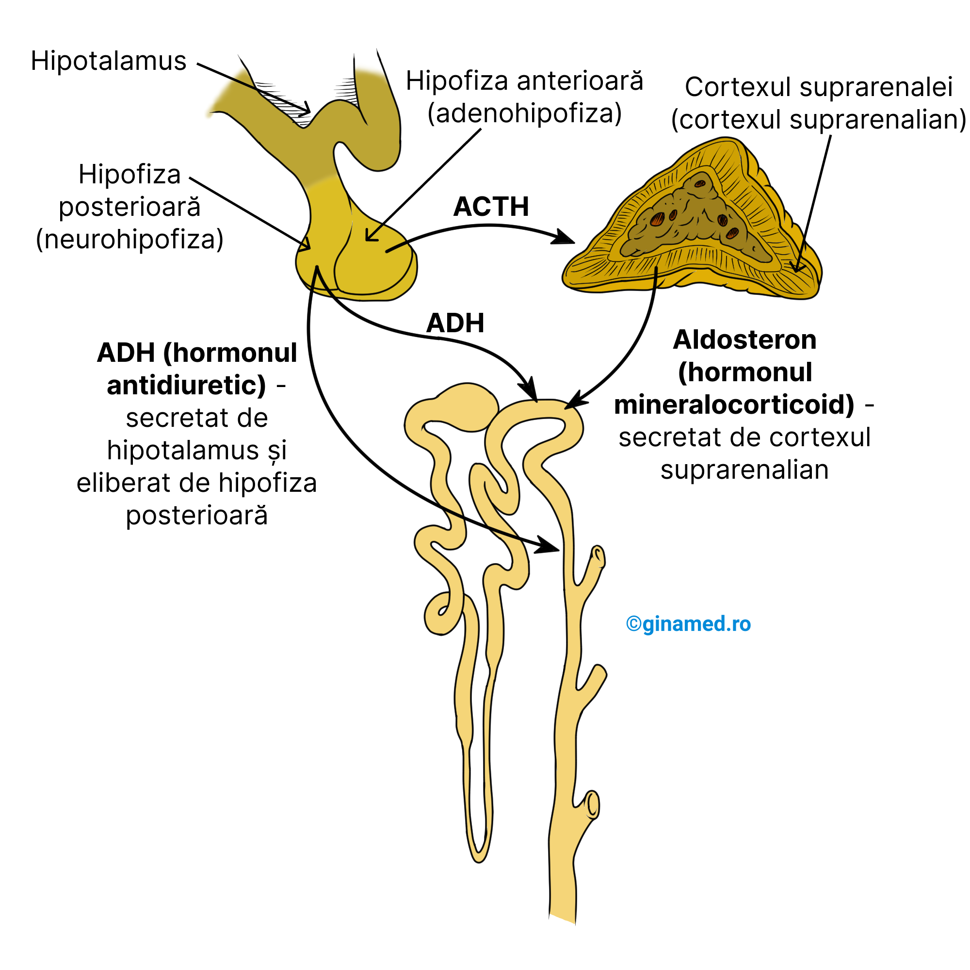 Controlul reabsorbției de apă în nefron sub acțiunea ADH și aldosteron.