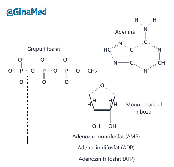 Structura adenozin-trifosfatului (ATP).