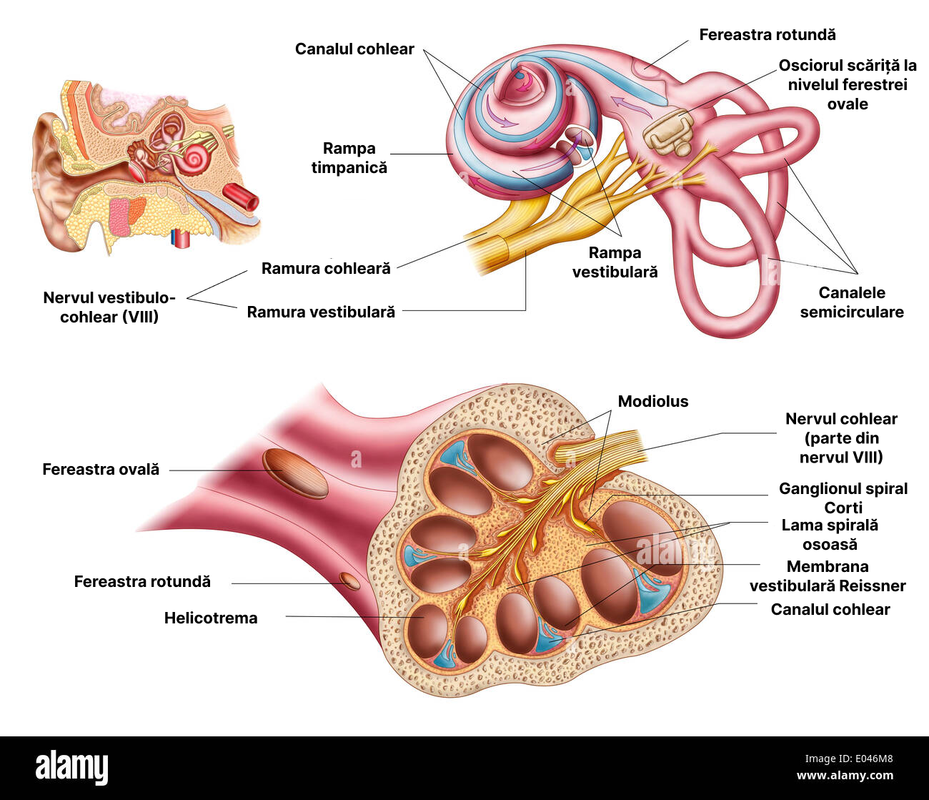 Anatomia canalului cohlear (melcul membranos).