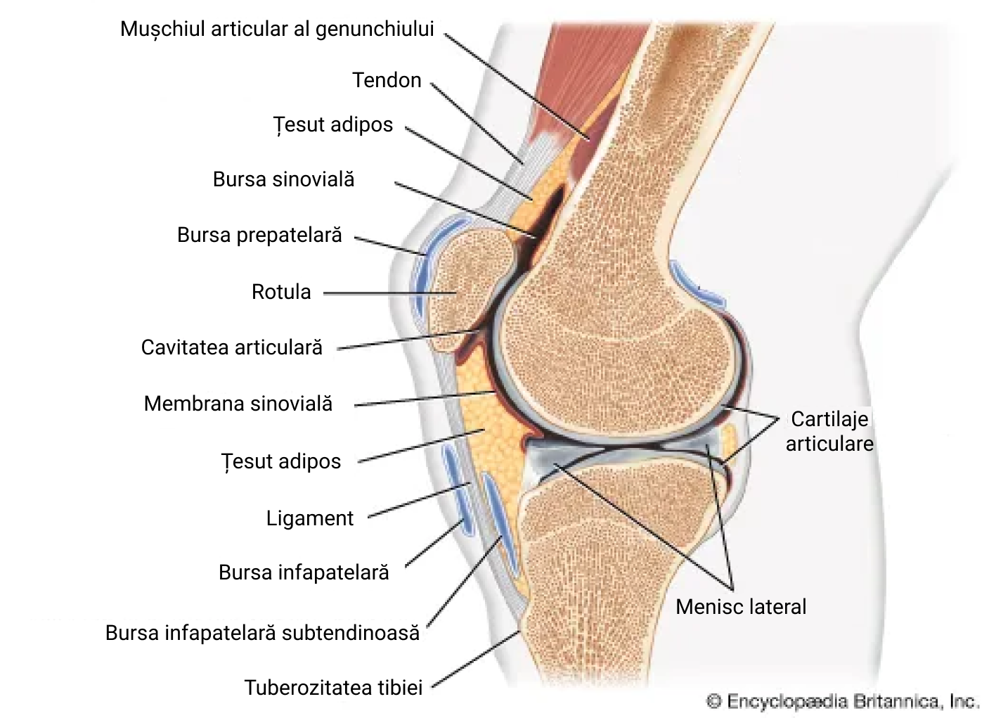 Articulația genunchiului.