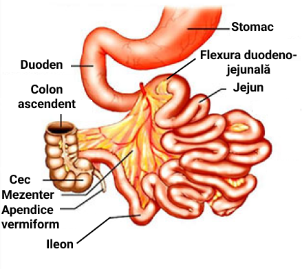 Intestinul subțire. Mezenter - foiță a peritoneului care învelește intestinul și îl leaga de peretele posterior al abdomenului (contine vase de sânge, vase limfatice, nervi).