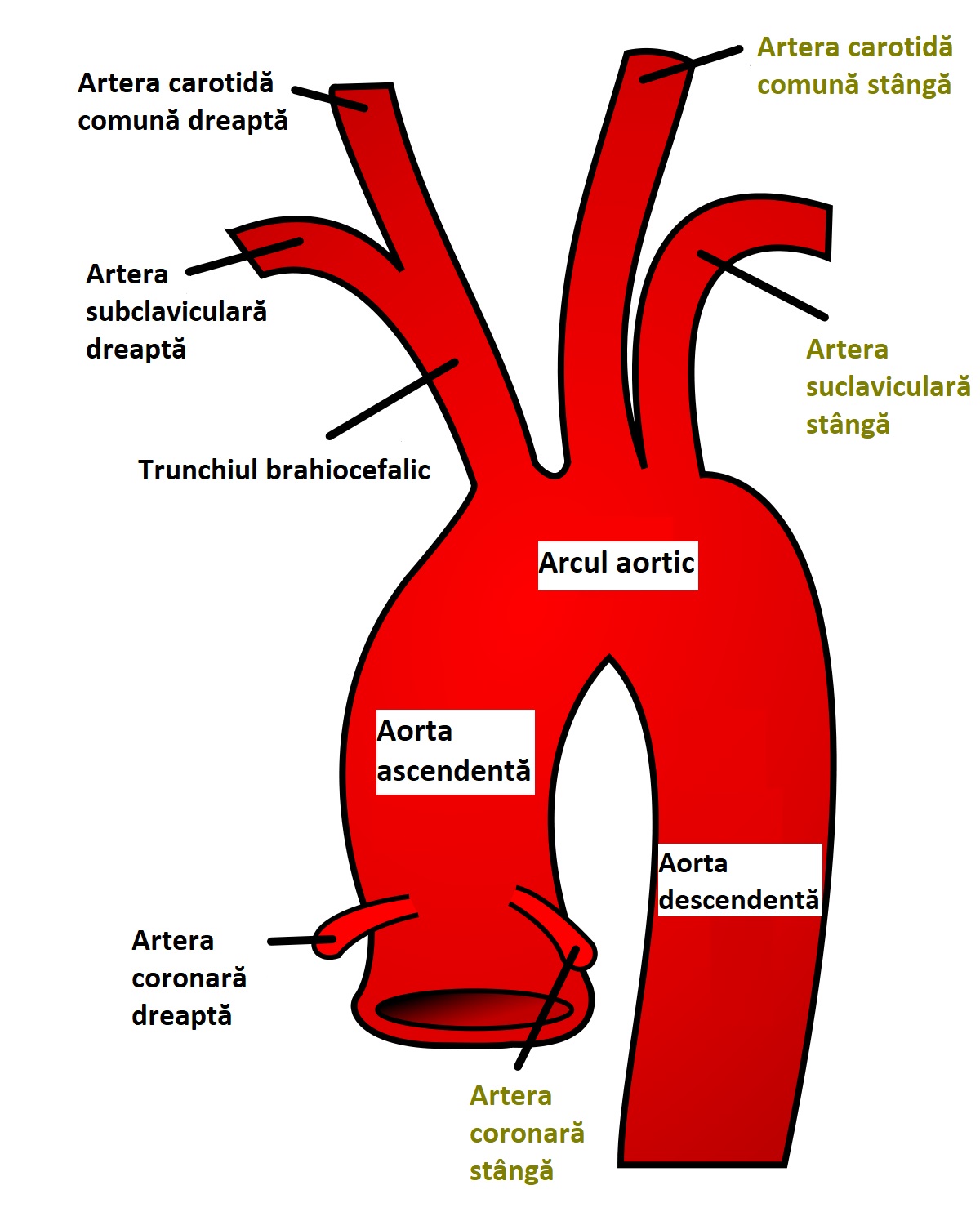 Ramuri ale arcului aortic.