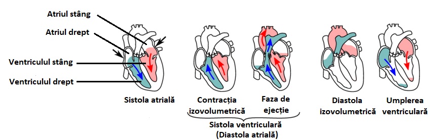 Ciclul cardiac.