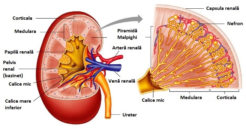 Structură rinichi.
