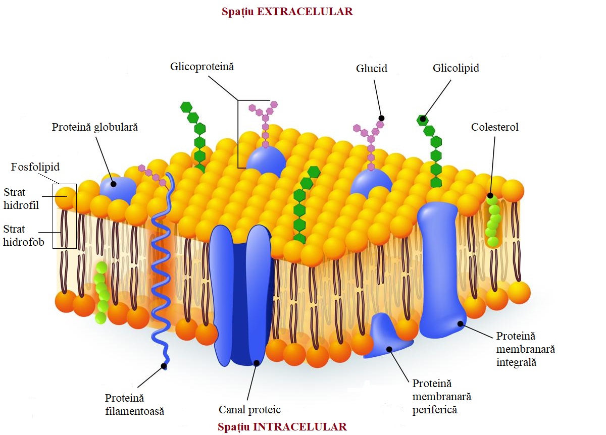 <a>Modelul mozaic fluid al membranei celulare.</a>