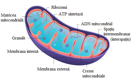 Structura mitocondriei.&nbsp;