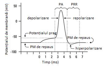 Fazele&nbsp;potențialului de acțiune în neuron (PA – perioada refractară absolută).