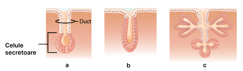 Epiteliu glandular (secretor) de tip exocrin: simplu acinos (a), simplu tubular (b), compus tubulo-acinos (c).