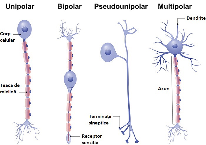 Tipuri de neuroni diferențiați după numărul de prelungiri.