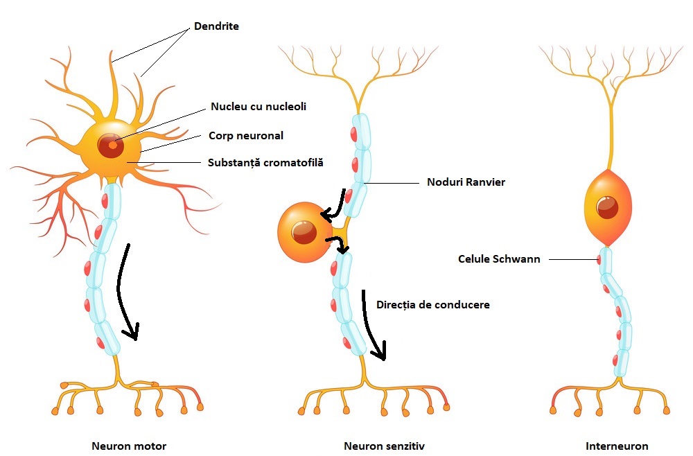 Tipuri de neuroni diferențiați funcțional.