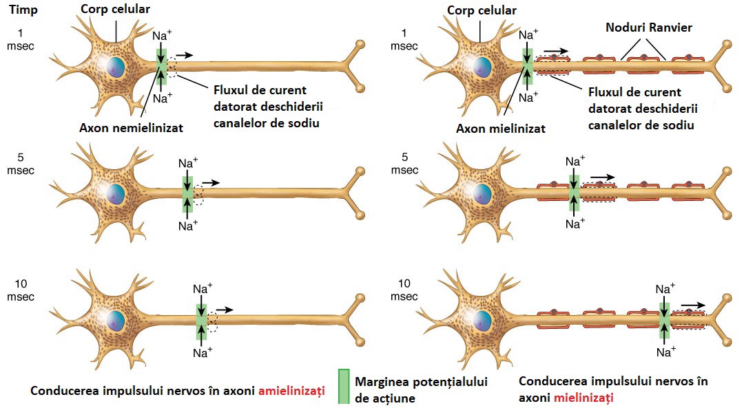 Conducerea impulsului nervos în axoni amielinizați și mielinizați.