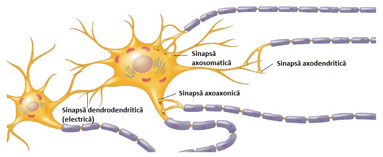 Tipuri de sinapse.