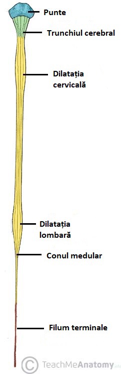 Secțiune prin măduva spinării.