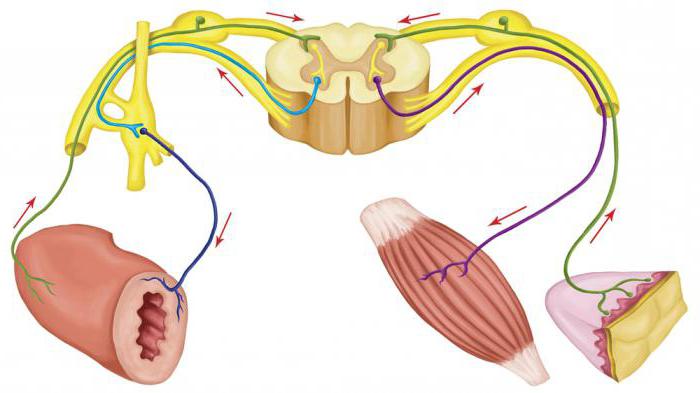 Diferența între arcul reflex vegetativ și arcul reflex somatic.