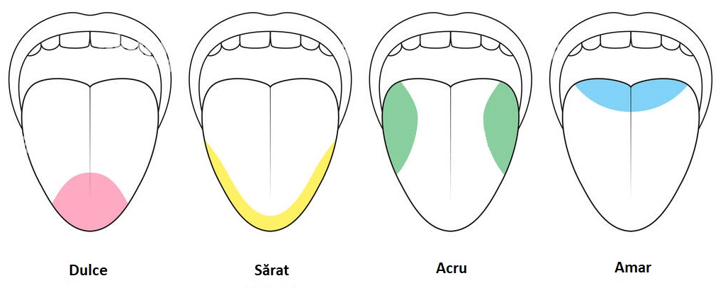 Zonele de percepție a gustului.