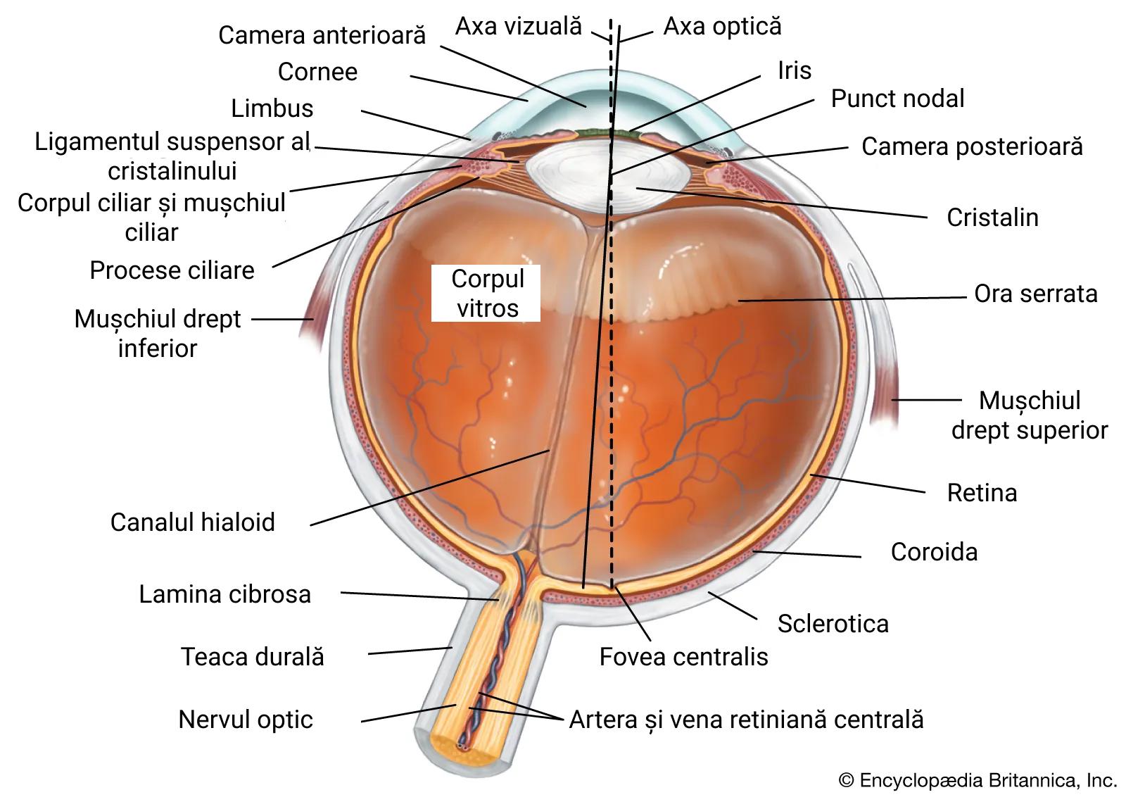 Anatomia ochiului uman.