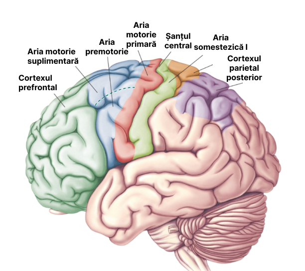Emisferele cerebrale - fața laterală.