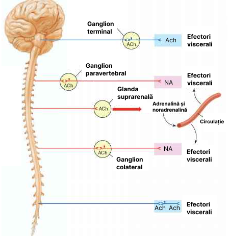 Neurotransmițătorii sistemului nervos vegetativ (SNV).