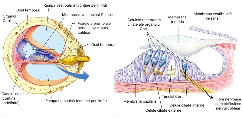 Organul Corti în detaliu.