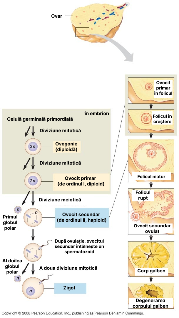 Ovogeneza.