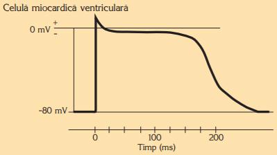 Potențialul de acțiune în celula miocardică ventriculară.