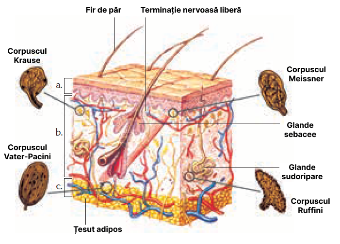 Pielea și receptorii cutanați (a - epiderm; b - derm; c - hipoderm).