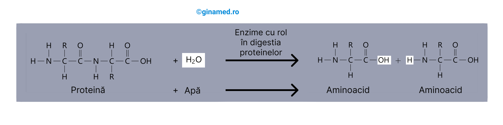 Digestia chimică a <b>proteinelor</b> în duoden.