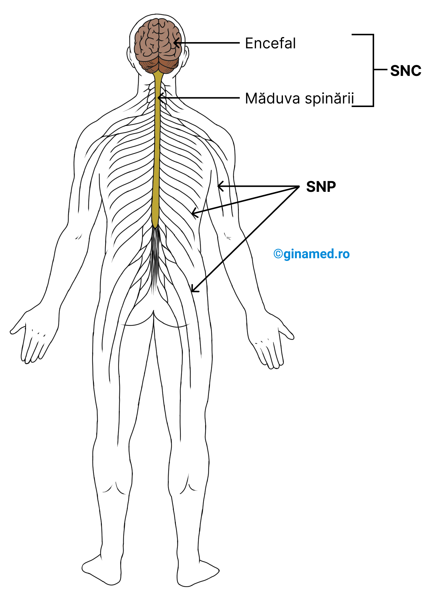 Principalele componente ale sistemului nervos.