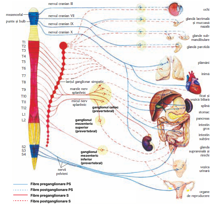 Sistemul nervos vegetativ.