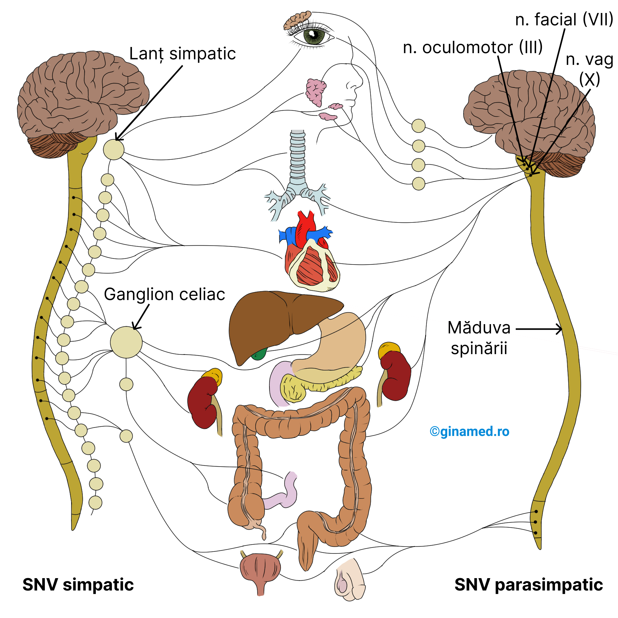 Componenta simpatică și parasimpatică a sistemului nervos vegetativ.