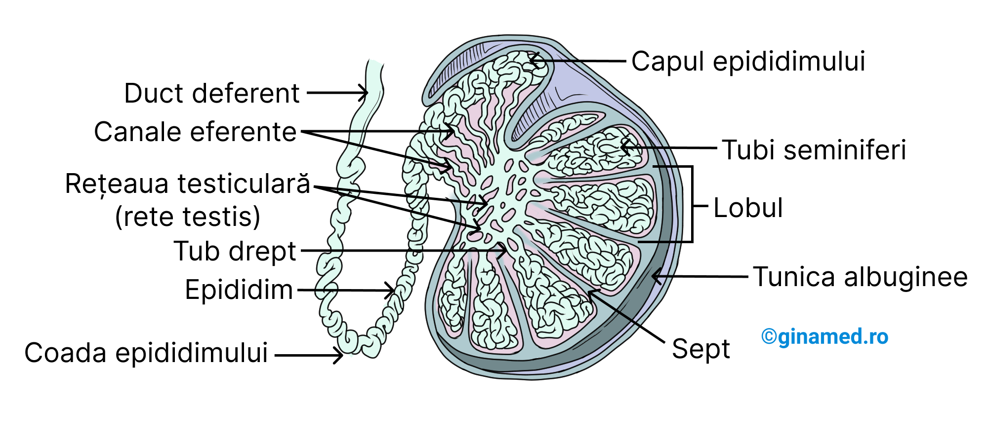 Sistemul de ducte spermatice cu originea în testicul.