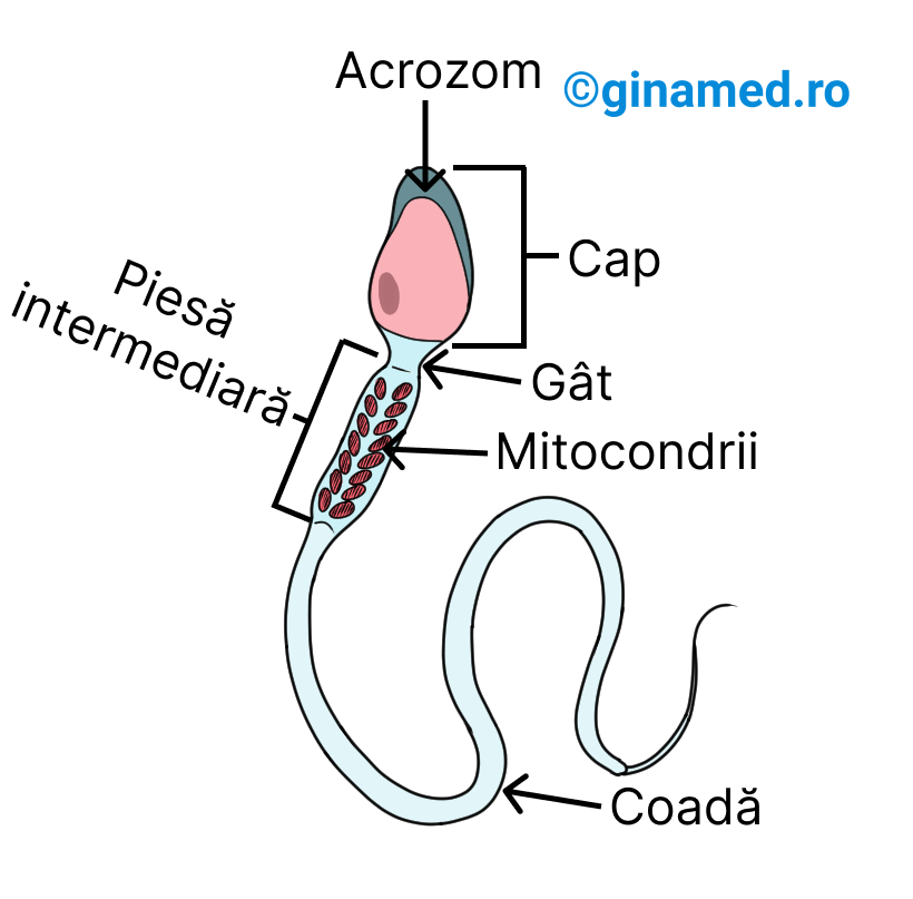 Structura spermatozoidului uman.