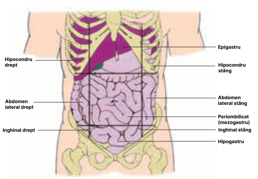 Subdiviziunile cavității abdominale.