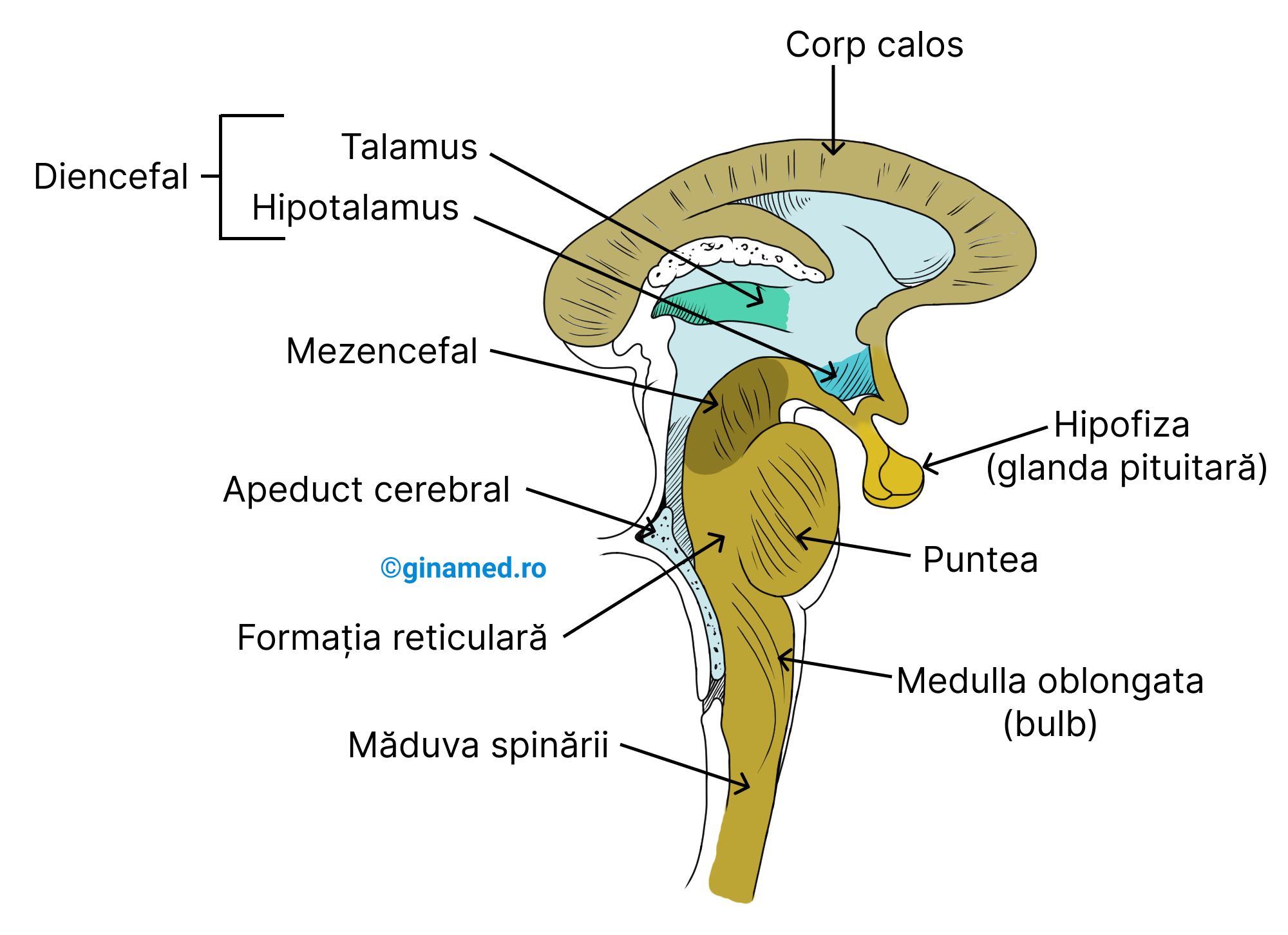 Componentele trunchiului cerebral (mezencefal, punte, medulla oblongata sau bulbul rahidian) și ale diencefalului (este superior trunchiului cerebral).