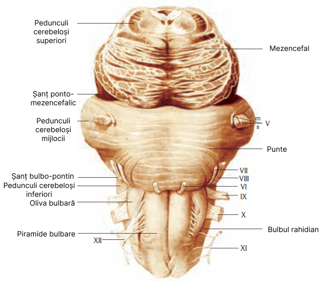 Fața anterioară (ventrală) a trunchiului cerebral. Cifrele romane marchează originea aparentă a nervilor cranieni respectivi. (m- fibre motorii; s - fibre senzitive).