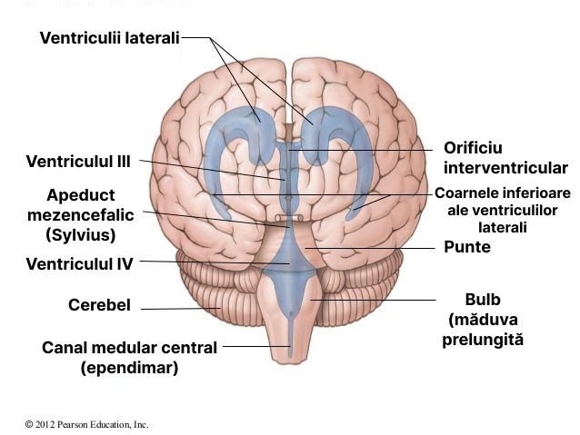 Ventriculii creierului.