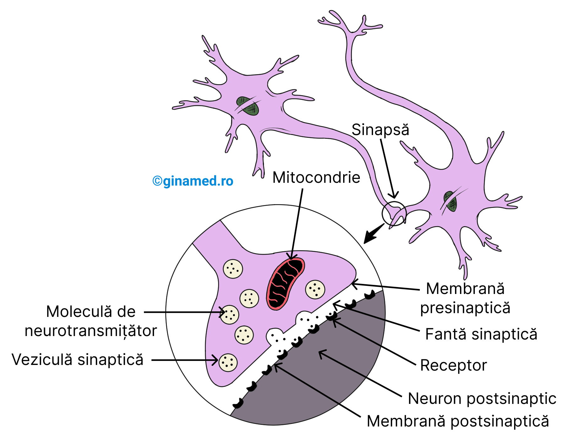 Activitatea sinaptică (butonii terminali ai axonilor conțin mitocondrii).