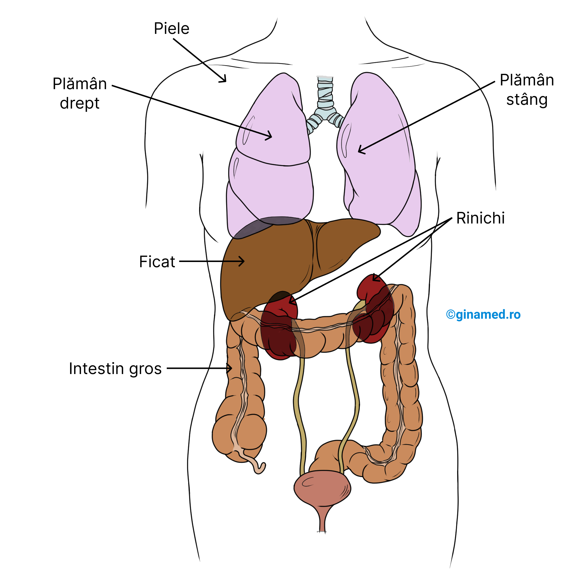 Alte organe excretorii care vin în completarea funcțiilor sistemului urinar.