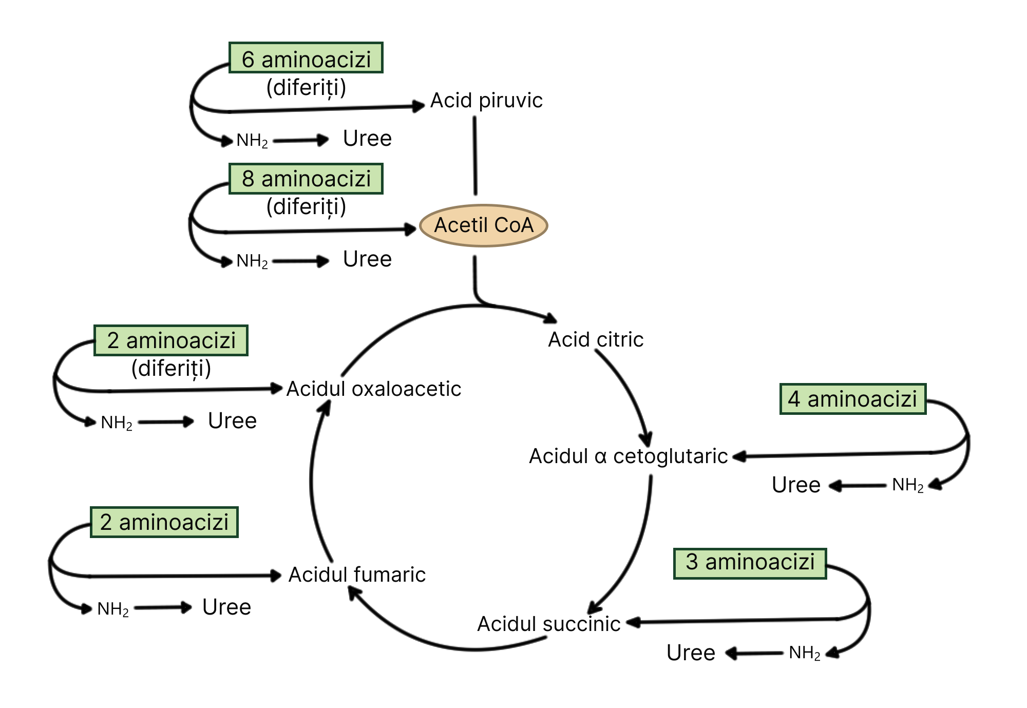 Transformări variate ale unor aminoacizi diferiți din care rezultă uree din fiecare conversie.