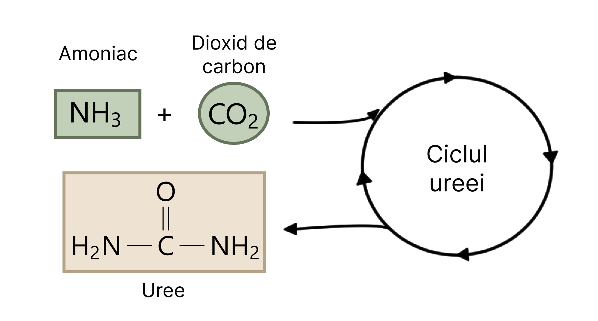 Metabolizarea amoniacului în ciclul ureei din care rezultă ureea ca produs rezidual.