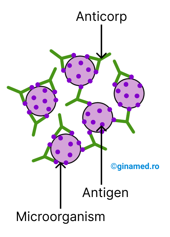 Reacția antigenelor de pe suprafața microorganismelor cu moleculele de anticorpi.