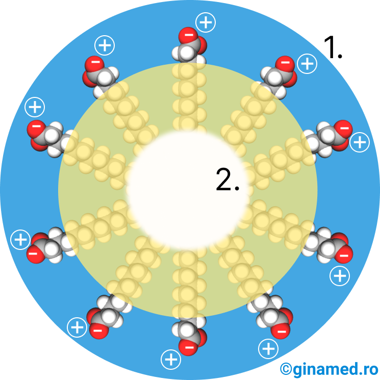 Reprezentare schematică a modului de acțiune a unui săpun la interfața apă-grăsime (sau murdărie): 1. apă; 2. grăsime.