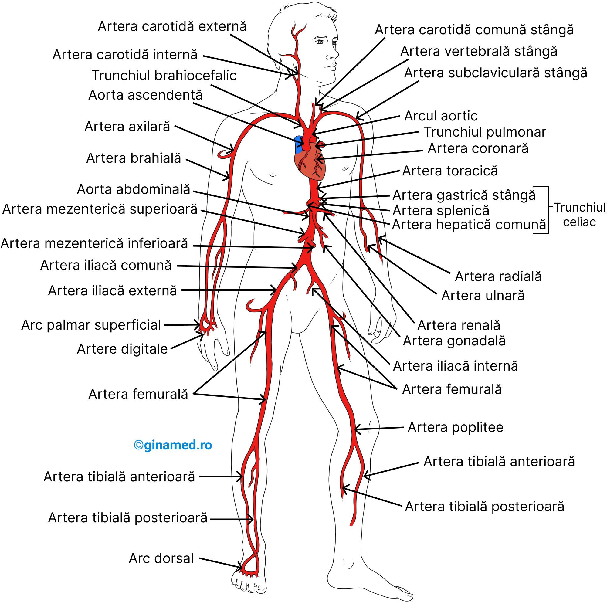 Principalele artere ale organismului uman.