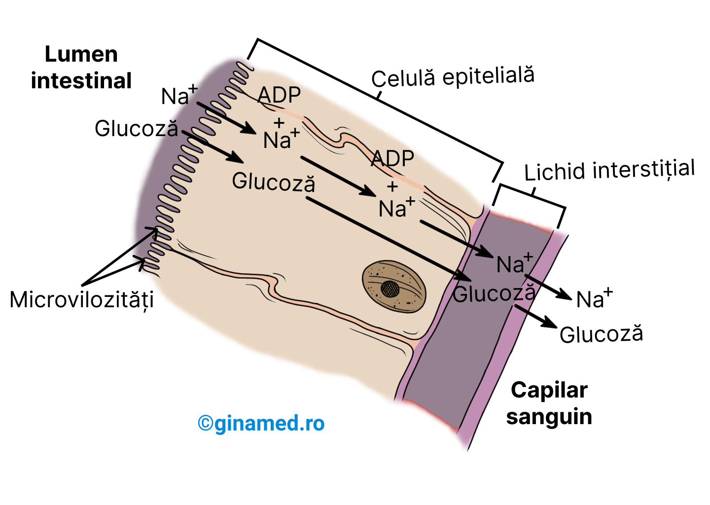 Absorbția ionilor de [HTML]Na&lt;sup&gt;+&lt;/sup&gt;[/HTML](sodiu) și a moleculelor de glucoză din lumenul intestinal în capilarele sanguine, traversând celula epitelială și lichidul interstițial.