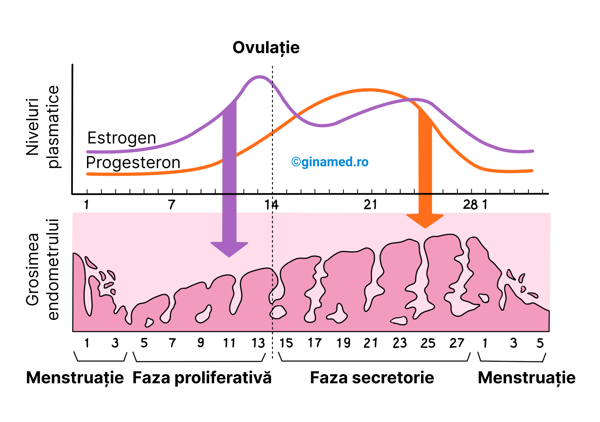 Ciclul menstrual (săgețile indică influența hormonilor asupra dezvoltării endometrului).