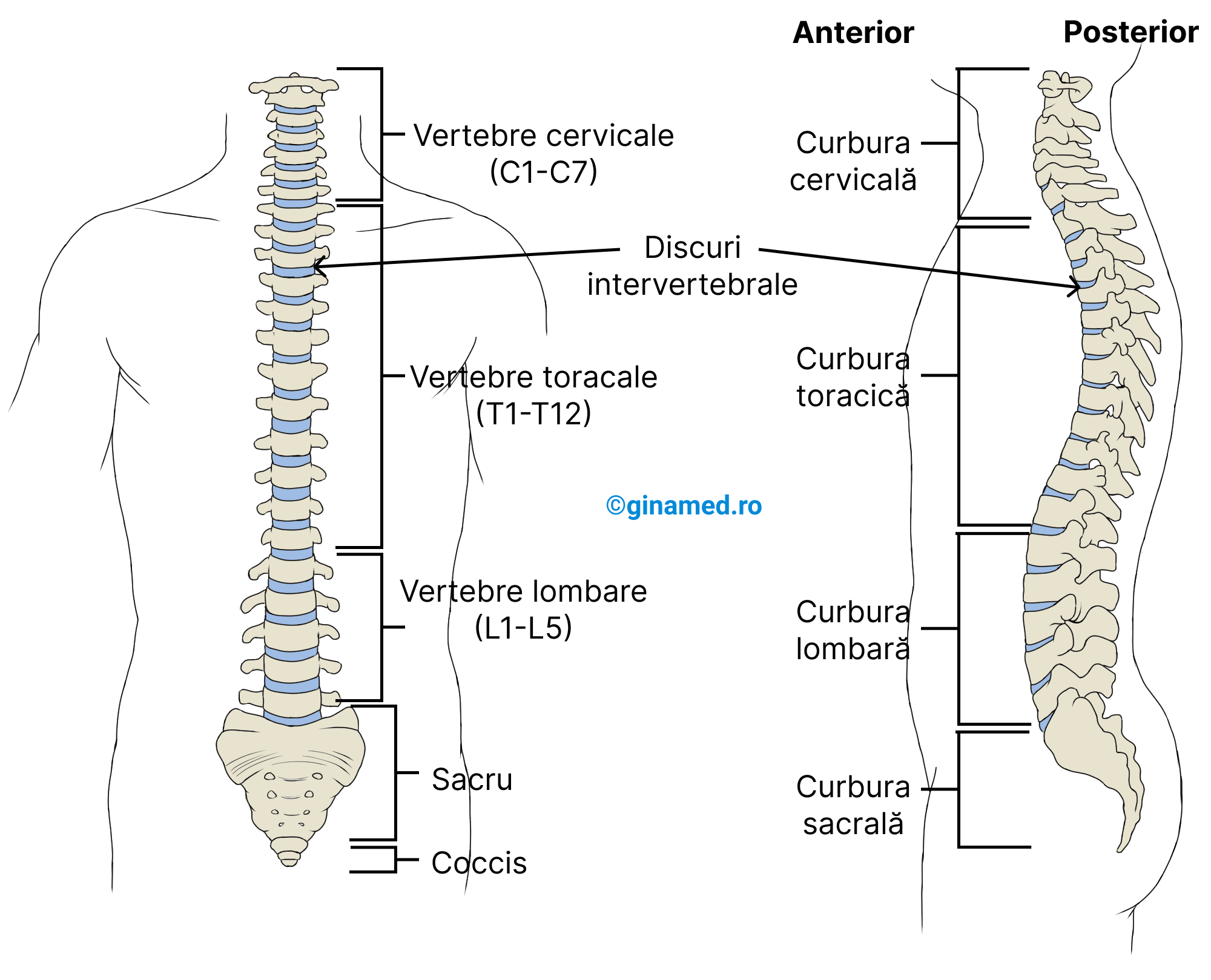 Imaginea din stânga - vedere anterioară a coloanei vertebrale (se remarcă dispunerea vertebrelor). Imaginea din dreapta - vedere laterală, stânga în care se remarcă curburile coloanei vertebrale.