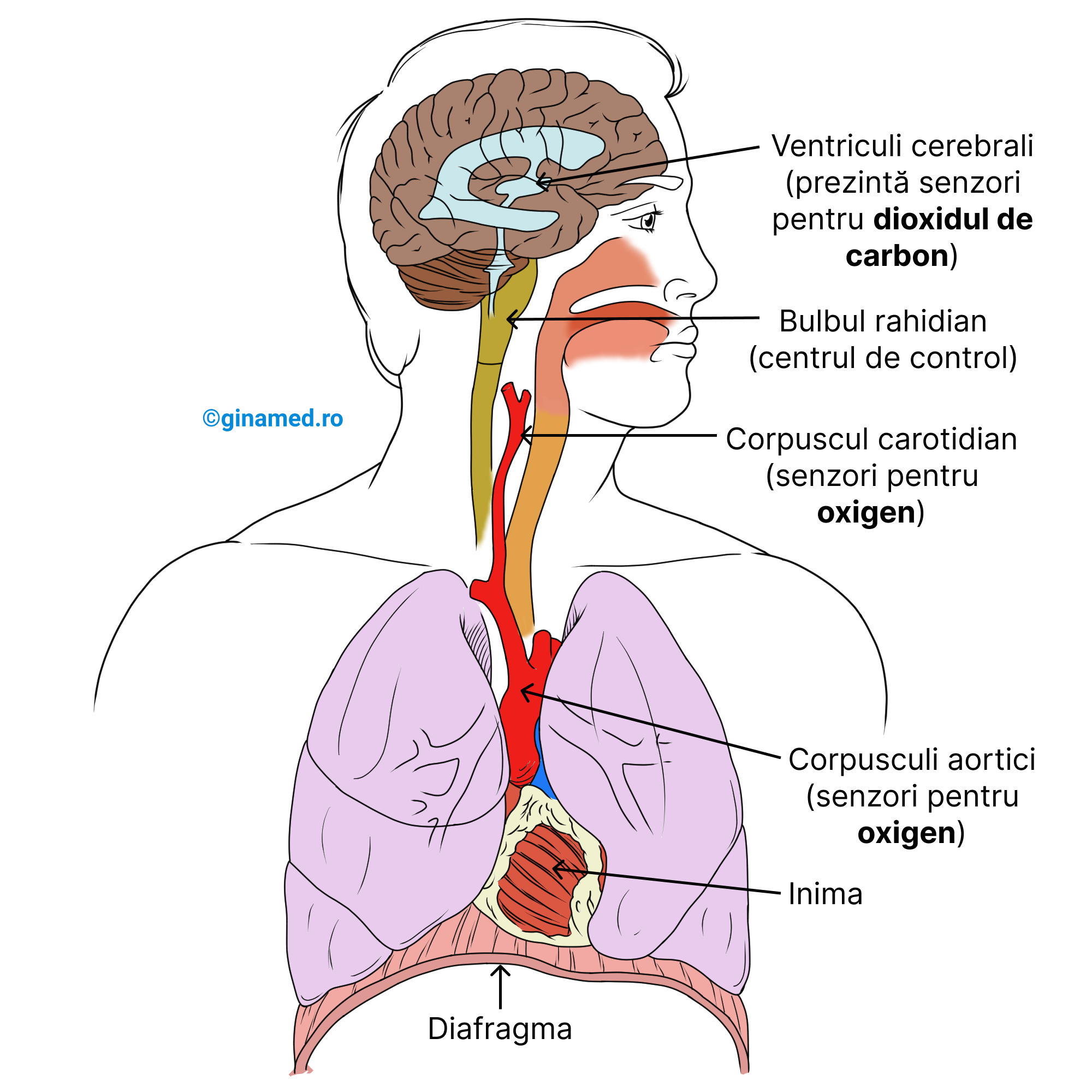 Zonele de control ale respirației în organism.