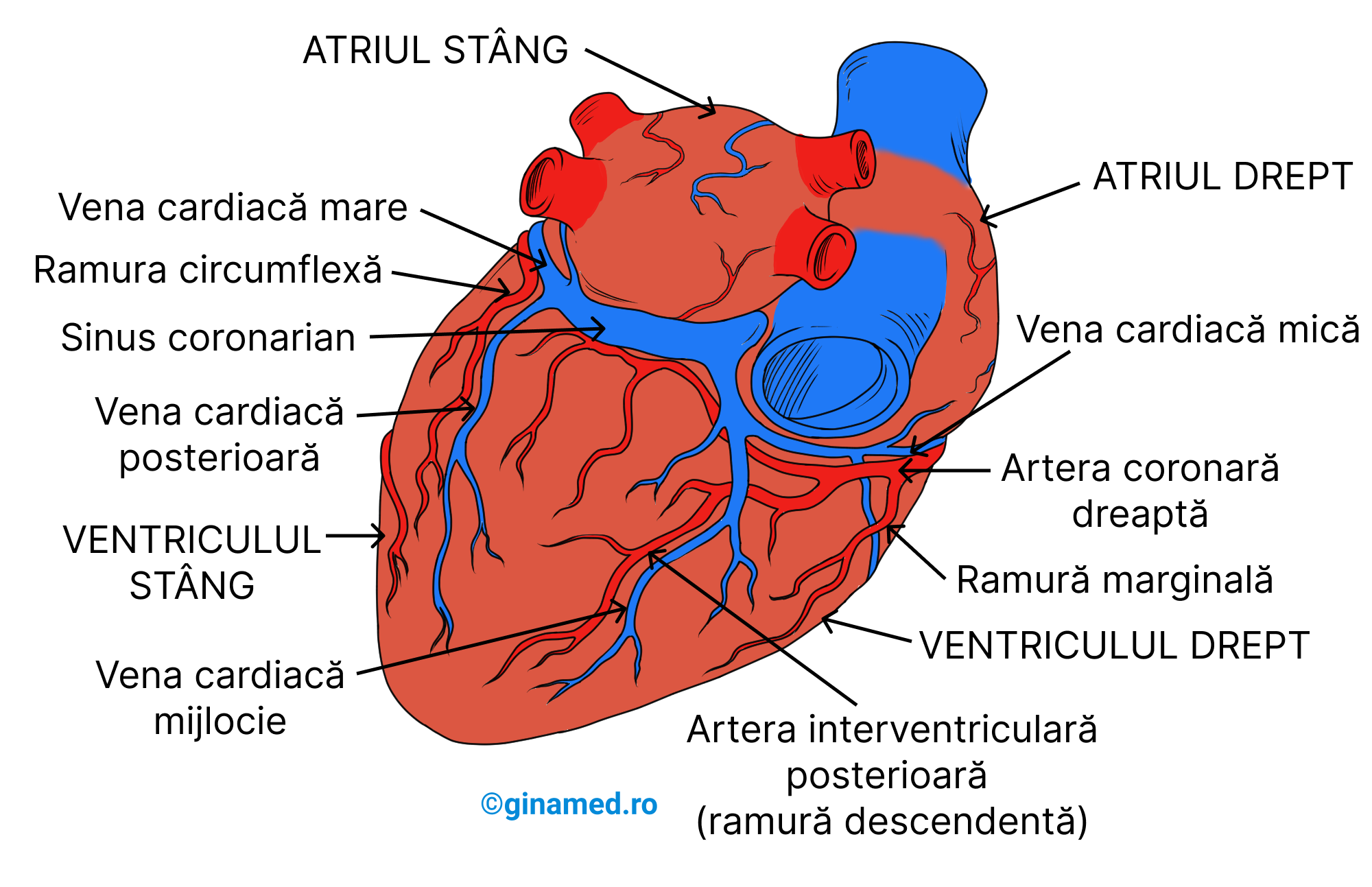 Inima privită din lateral. Se remarcă câteva artere coronare și vene cardiace.